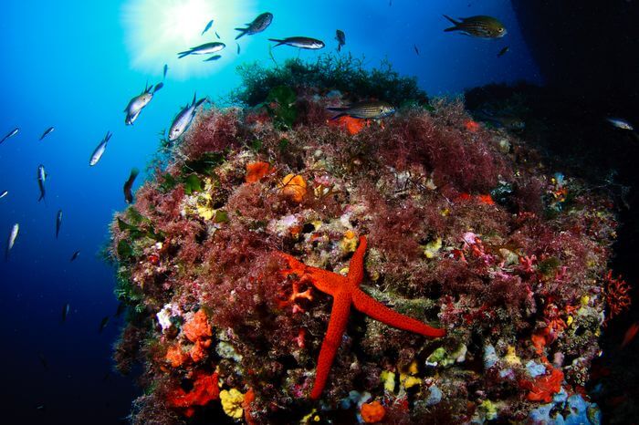 SUBMARINISMO EN FORMENTERA