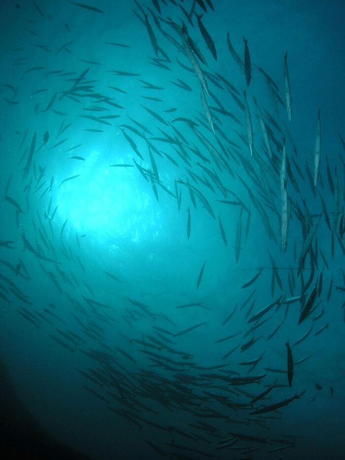 SUBMARINISMO EN FORMENTERA