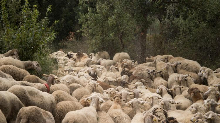 Ramats de Foc Ramats de Foc