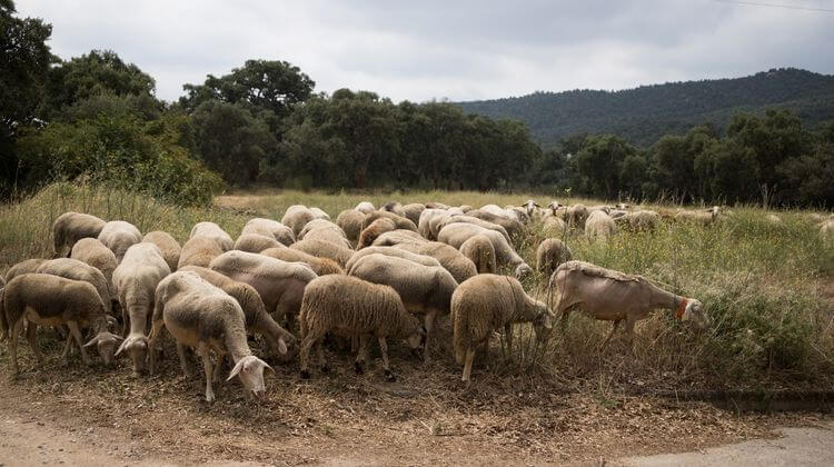 Ramats de Foc Ramats de Foc