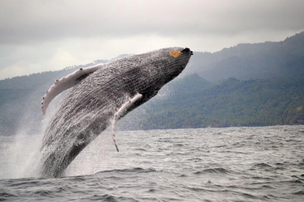 Ballenas jorobadas