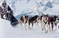 Itoitz Armendariz, campeón del mundo de mushing, Joserra Lebrón subcampeón y Andoni Azpillaga, subcampeón del mundo en trineo sin límite de perros