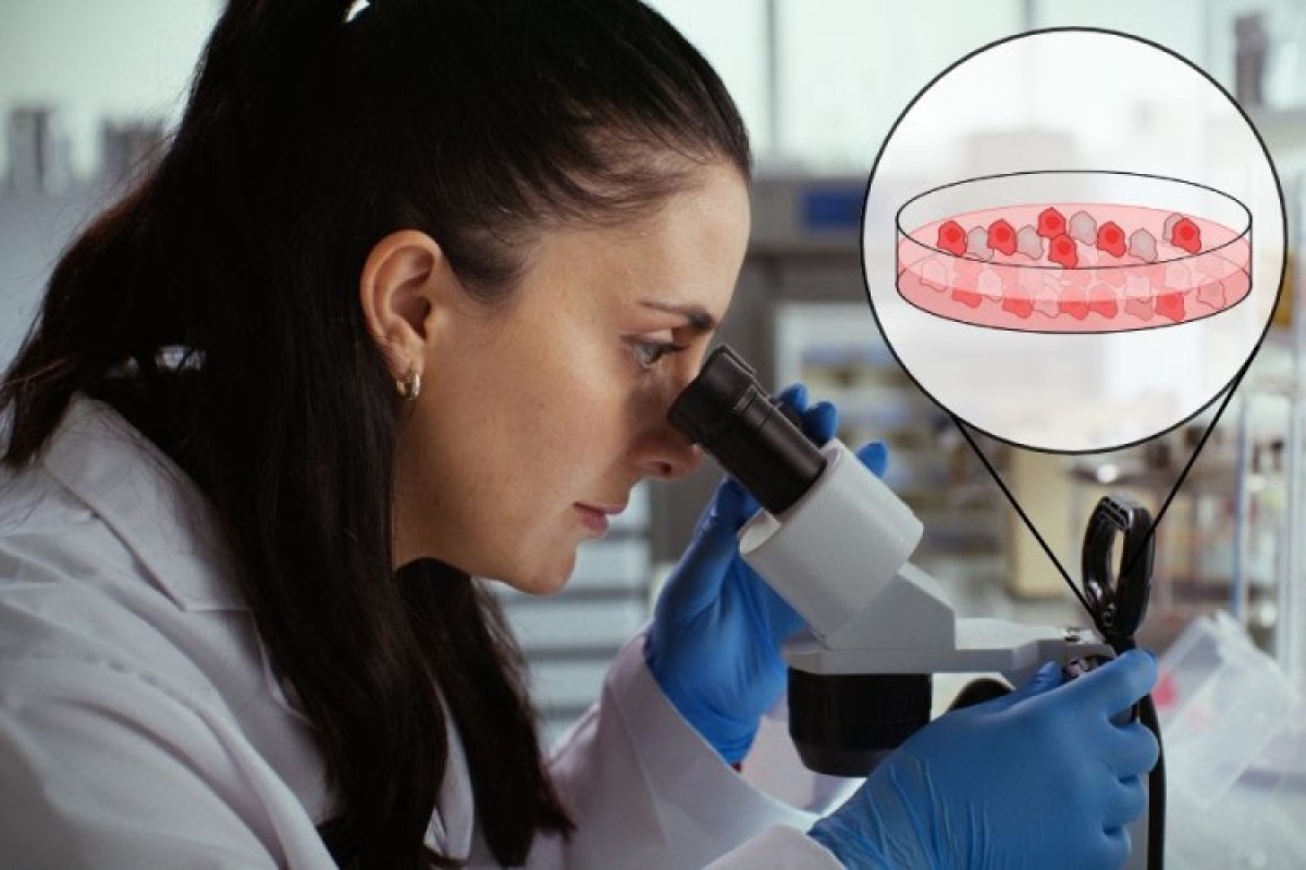 La Dra. Laura García analizando con el microscopio uno de los organoides.