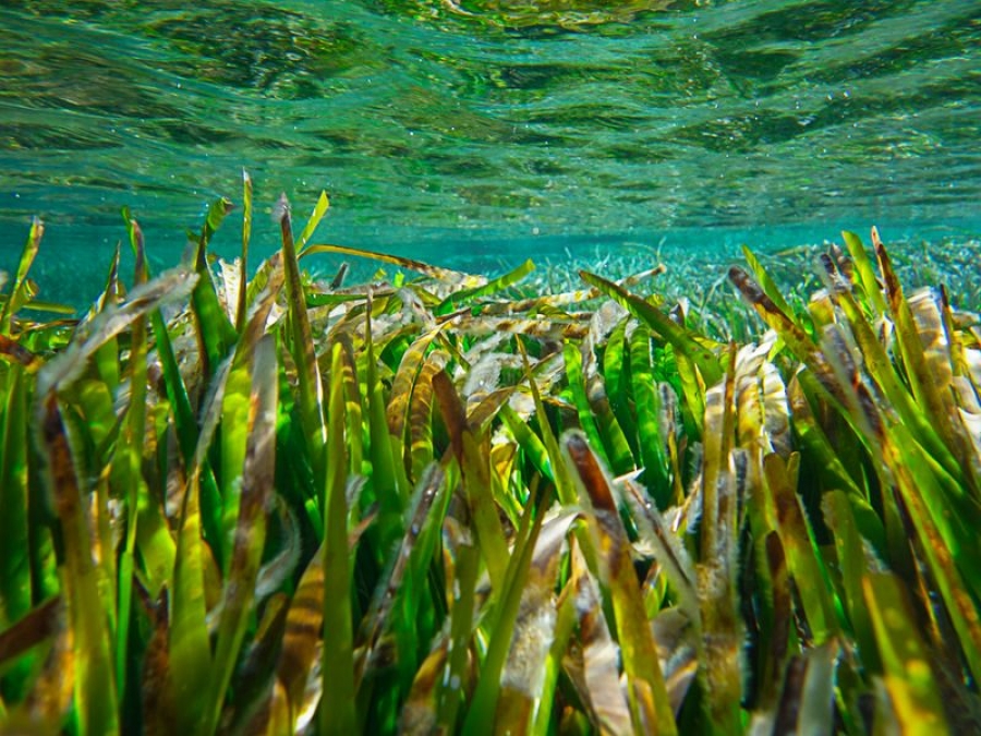 Su pradera submarina de Posidonia Oceánica, Patrimonio Mundial de la UNESCO desde 1999, depura el agua y alimenta el ecosistema marino de las Pitiusas 
